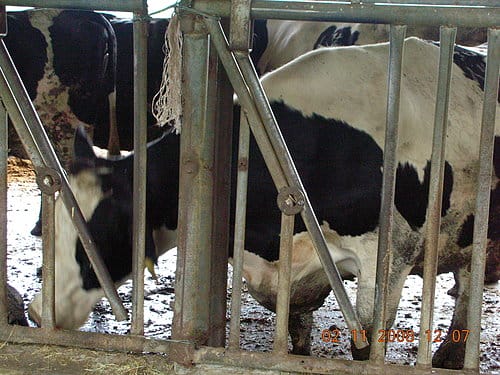 [東部。花東 輕旅行] 2008.10.312008.1