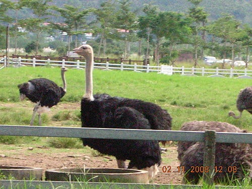 [東部。花東 輕旅行] 2008.10.312008.1