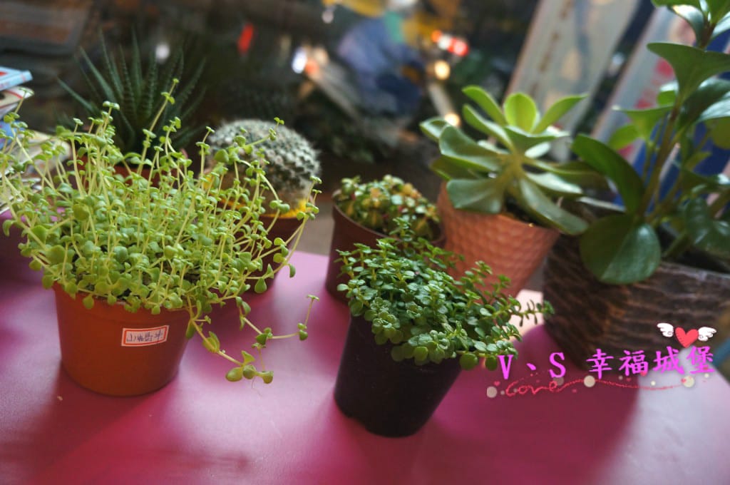 DSC04842 [-1]_meitu_6.jpg