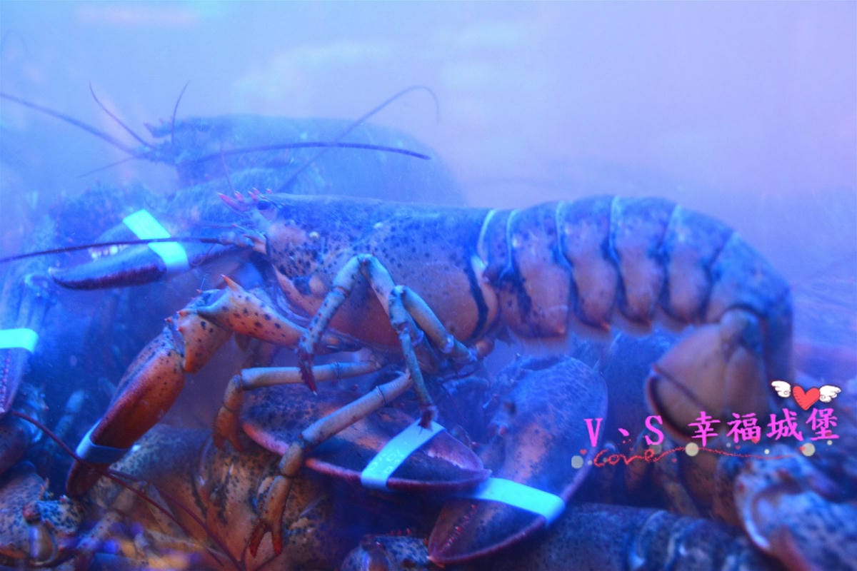 【台北美食】南京復興站 龍波斯特 lobster.foods 龍蝦Pizza、龍蝦燉飯 整隻龍蝦上桌就是霸氣,龍蝦三明治 399 CP值超高的啦 ! - 第8張圖 【台北美食】南京復興站 龍波斯特 lobster.foods 龍蝦Pizza、龍蝦燉飯 整隻龍蝦上桌就是霸氣,龍蝦三明治 399 CP值超高的啦 !