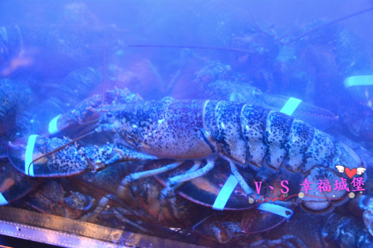 PIG_8450_meitu_52.jpg PIG_8450_meitu_52.jpg