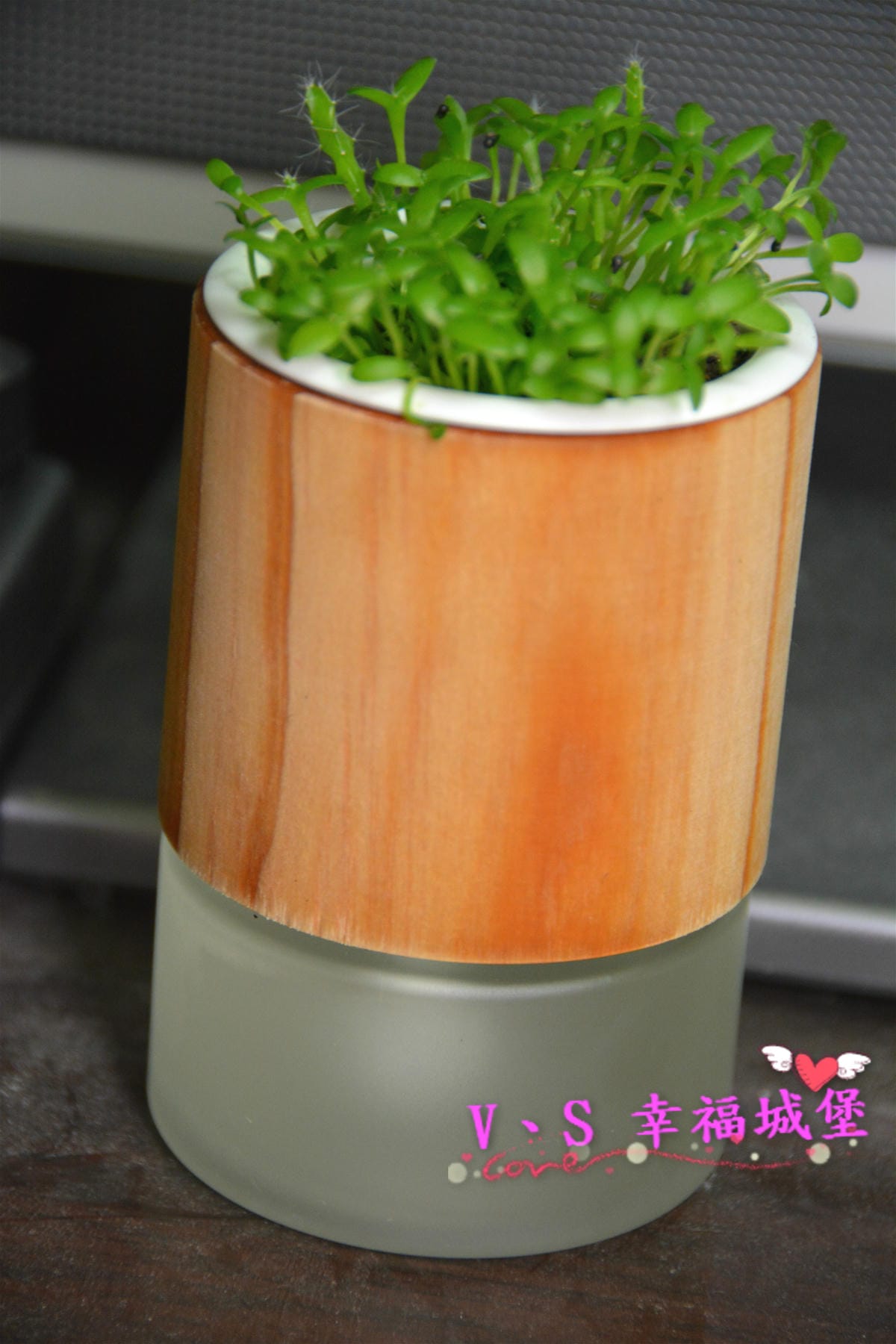 PIG_3398_meitu_6 PIG_3398_meitu_6