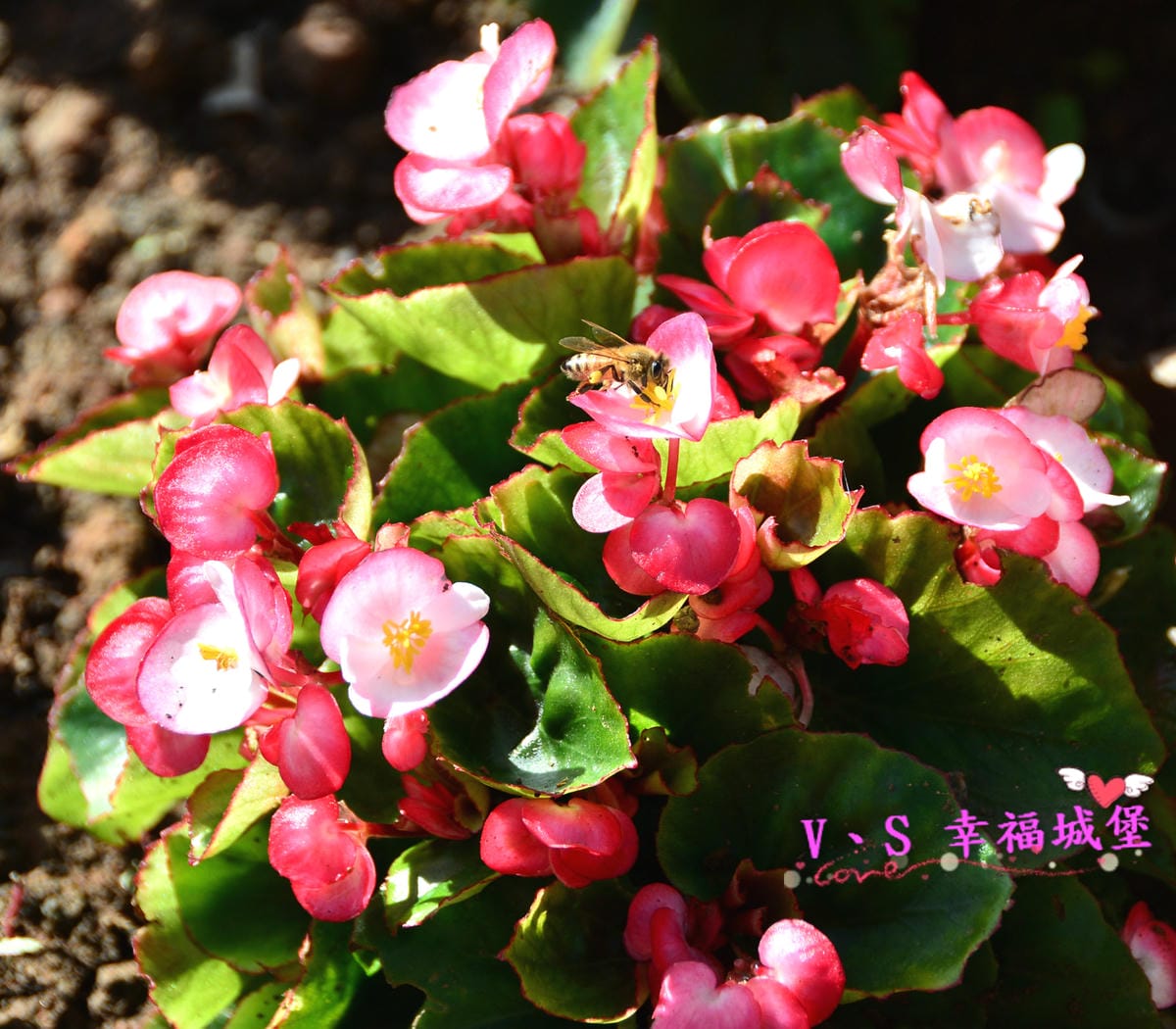 【桃園美食】蔣府宴 藏身於小人國遊樂園裡的美食,讓你在風景悠美的庭園裡,品嚐二蔣喜愛的浙滬料理(江浙上海菜)