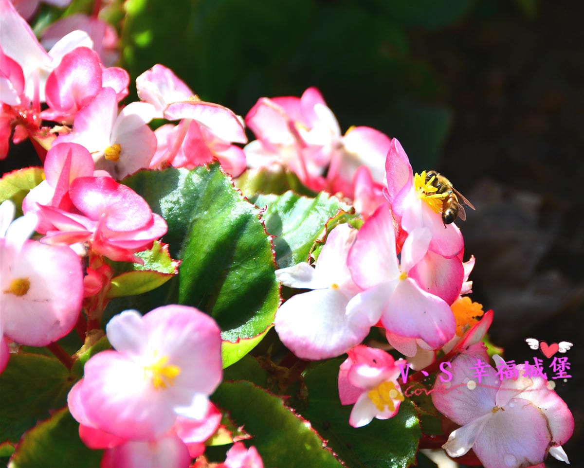 【桃園美食】蔣府宴 藏身於小人國遊樂園裡的美食,讓你在風景悠美的庭園裡,品嚐二蔣喜愛的浙滬料理(江浙上海菜)