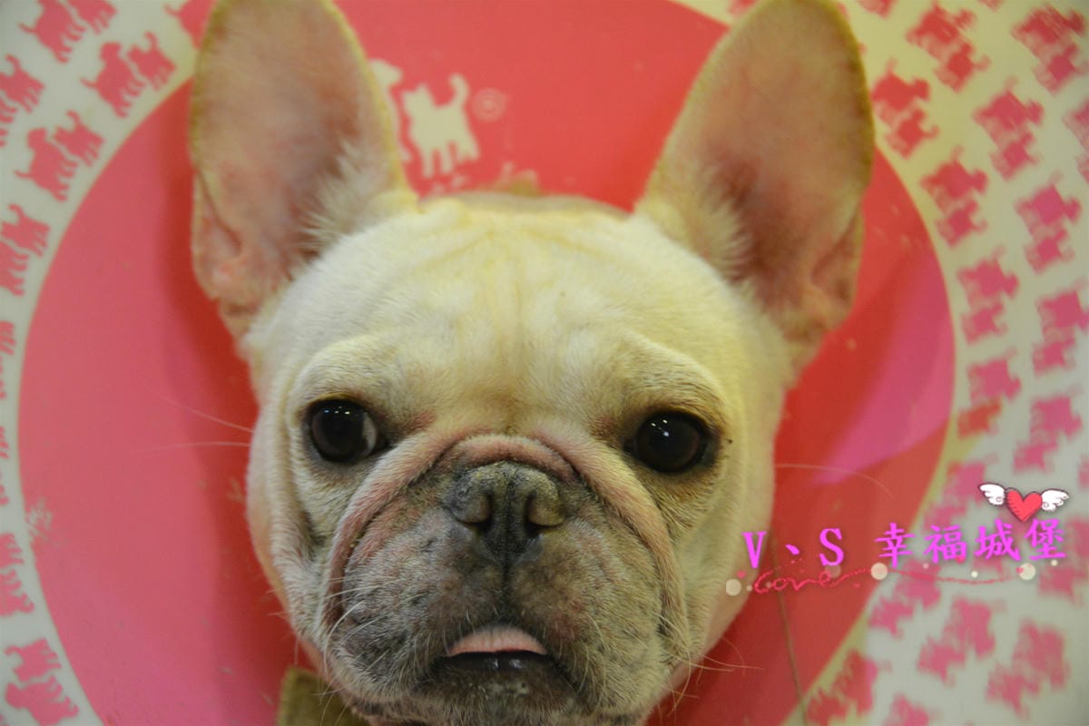 【台北美食】捷運雙連站 可可芭蕾 CP值超高好吃早午餐,享用豐富下午茶,低調隱身巷弄中的寵物友善餐廳,快來讓可愛店長”可可”陪你享用美食吧 !(已歇業) - 第62張圖 【台北美食】捷運雙連站 可可芭蕾 CP值超高好吃早午餐,