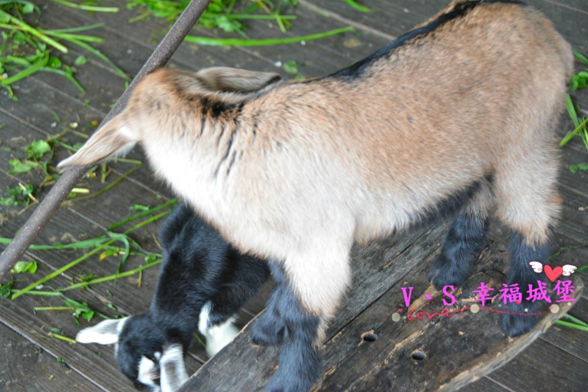 【租車分享】中租租車 服務用心,出發前為你做完善的車況檢查,讓我放心開車出發宜蘭一日遊。。。