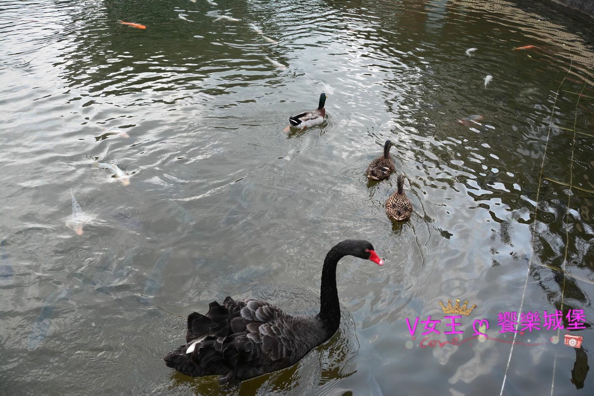 PIG_7935.JPG PIG_7935.JPG