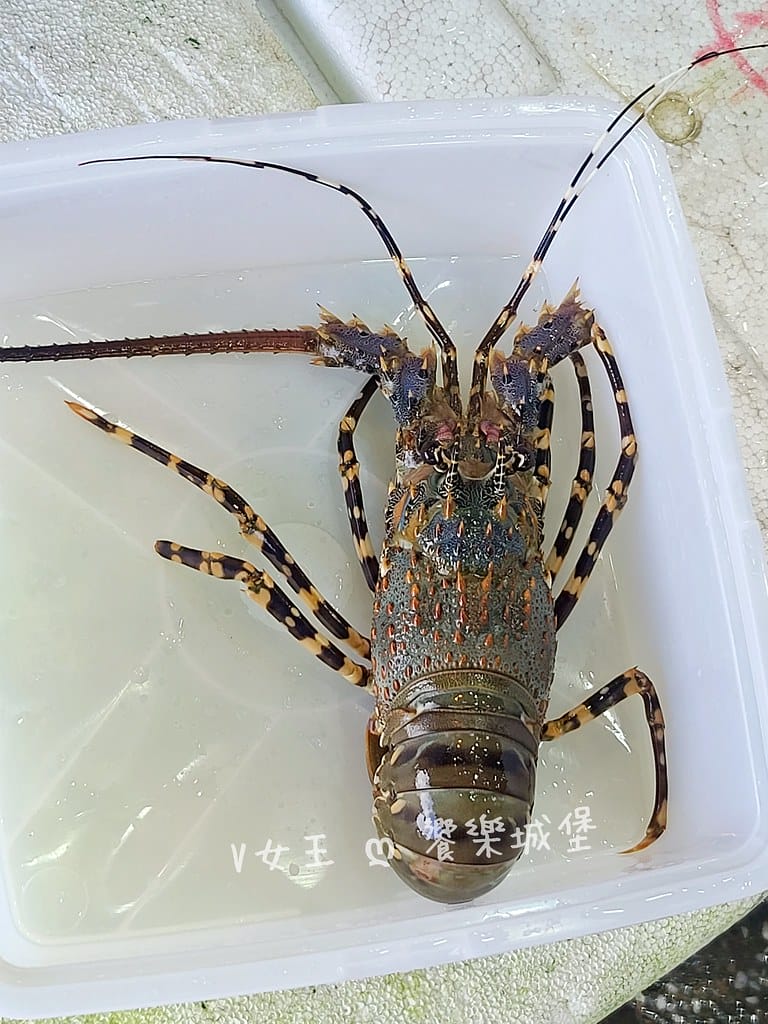 野柳望海亭海鮮餐廳超新鮮現撈活海鮮,活龍蝦一隻680,現