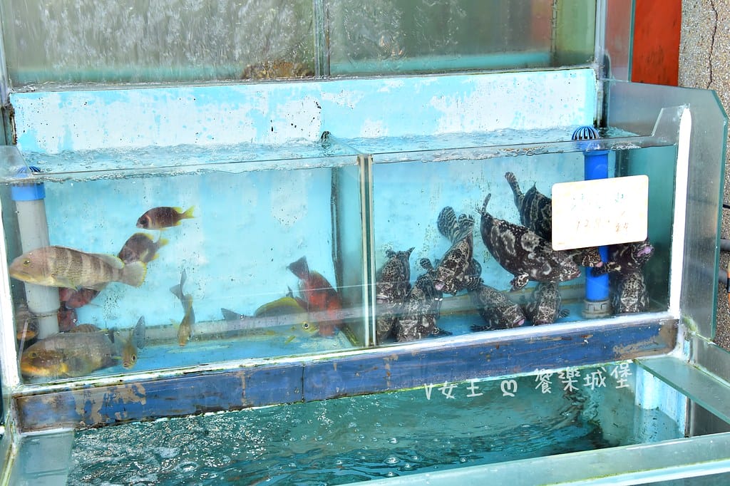 野柳望海亭海鮮餐廳超新鮮現撈活海鮮,活龍蝦一隻680,現